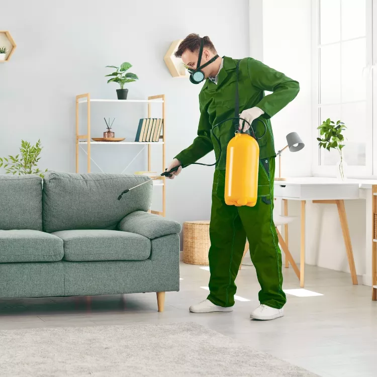 Sofa cleaned by professional upholstery cleaning service in Summertown